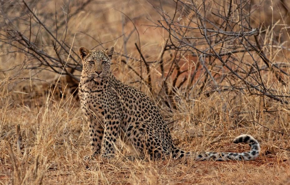 Madikwe Hills Private Game Lodge