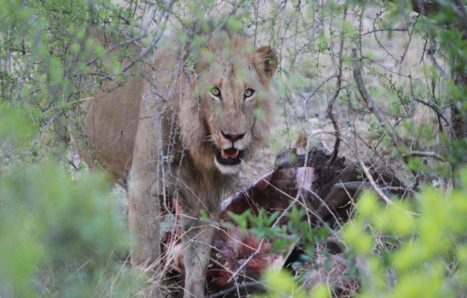 Makamu Private Game Lodge