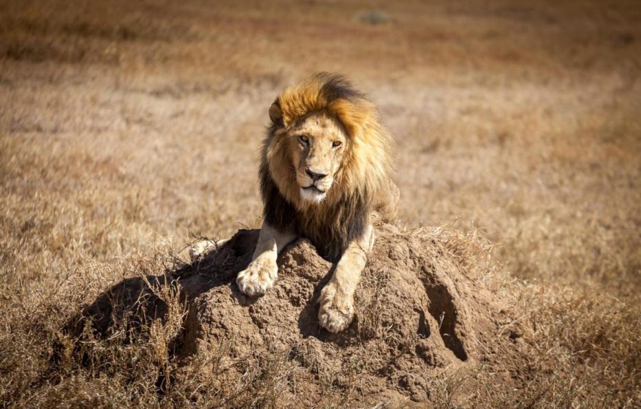 Mawe Tented Camp