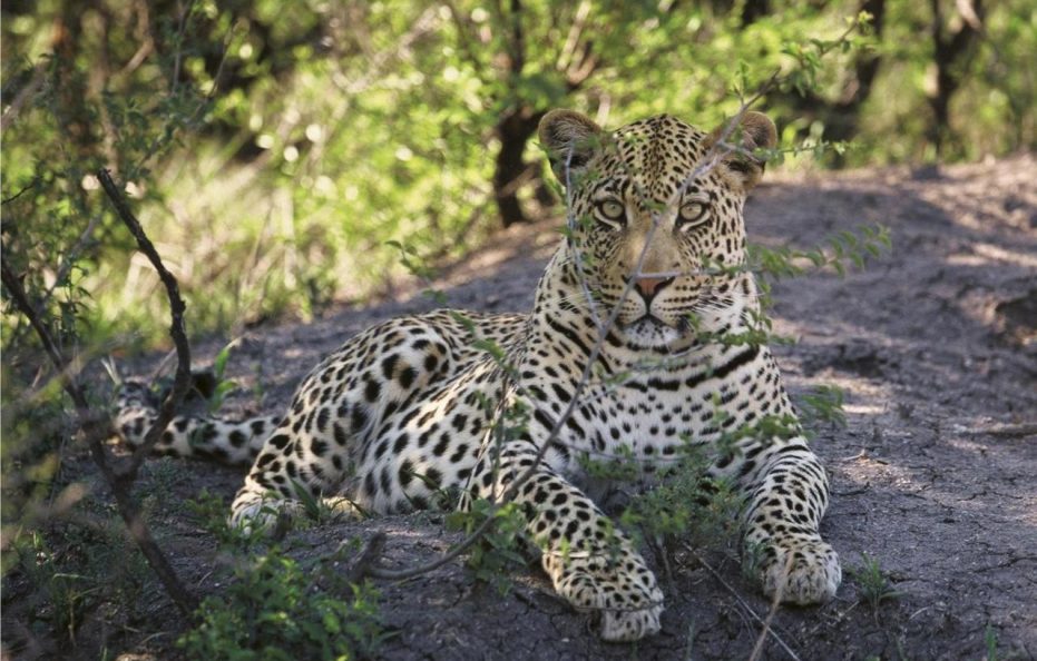 Tuningi Safari Lodge