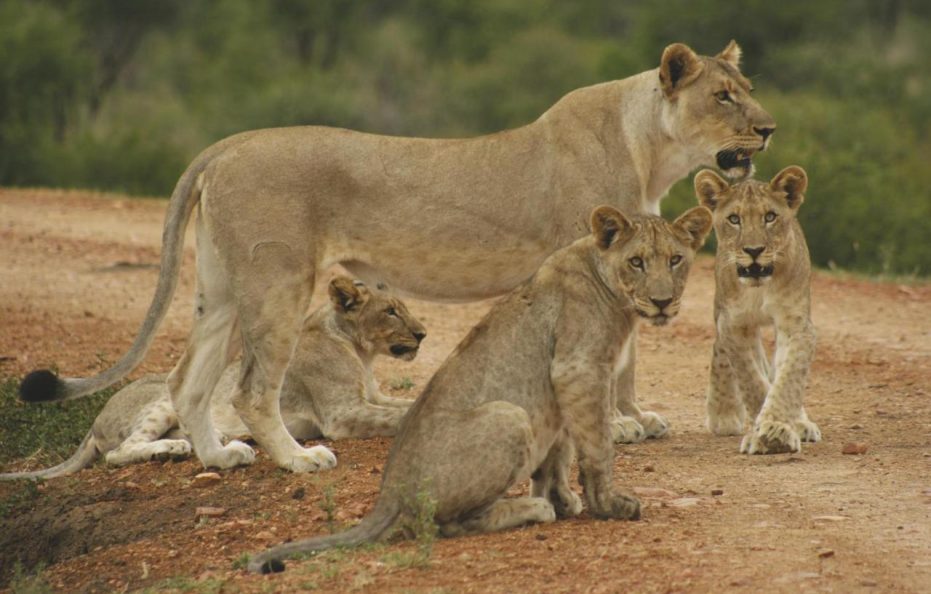 Tuningi Safari Lodge