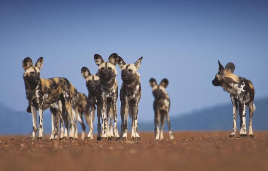 Tuningi Safari Lodge