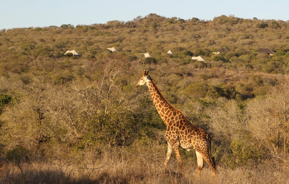 Thanda Safari Lodge