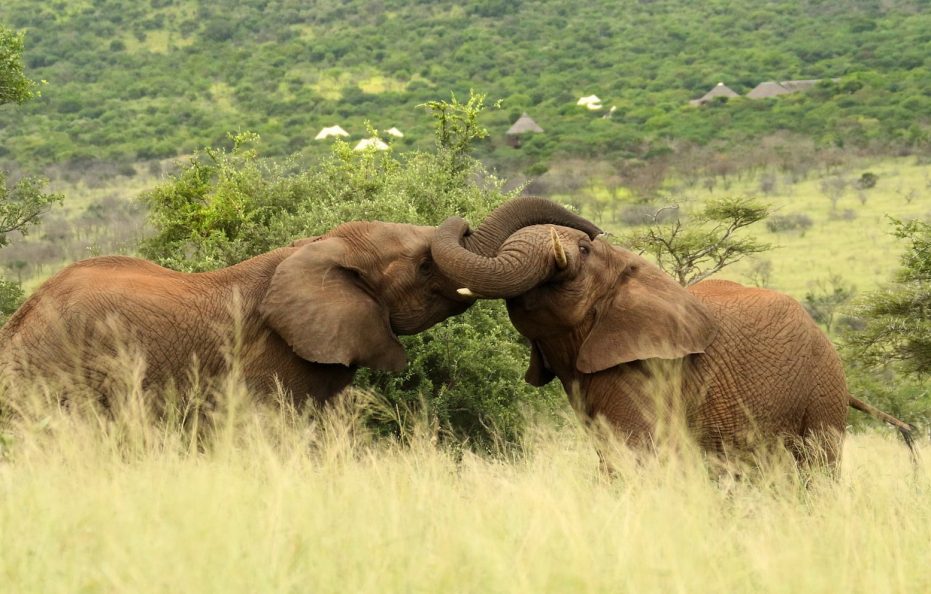 Thanda Safari Lodge