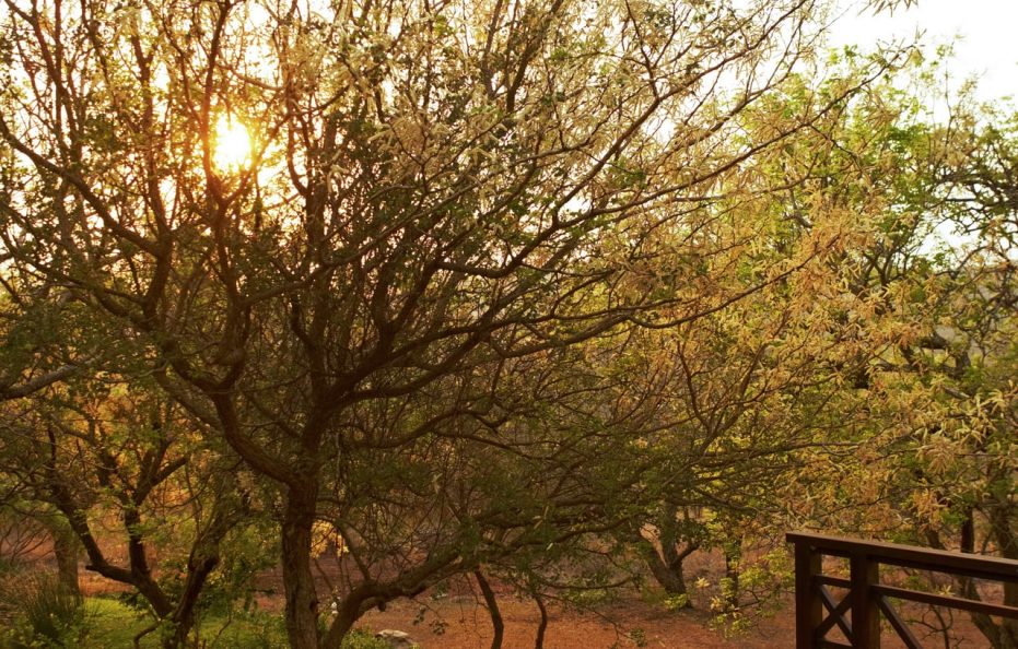 Thanda Safari Lodge