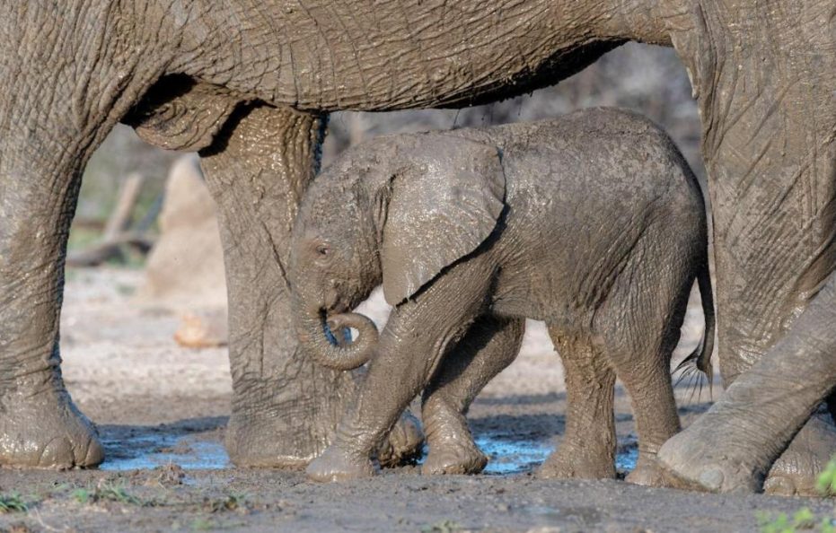 Train on The Bridge and Garden Suites – Kruger Shalati