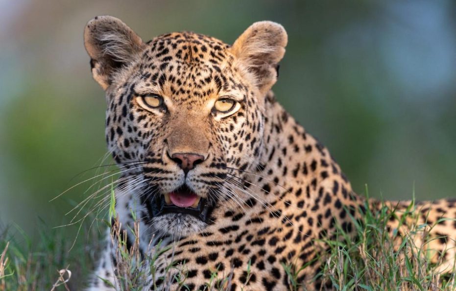 Train on The Bridge and Garden Suites – Kruger Shalati