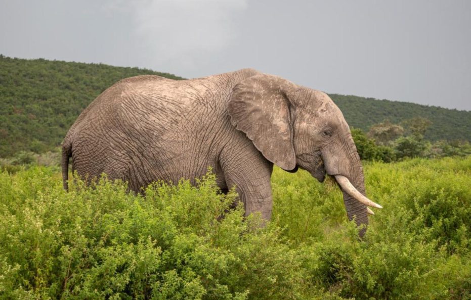 Ndlovu Safari Lodge