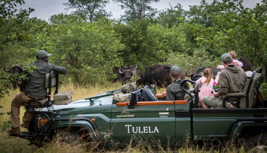 “5 Reasons Why Safaris Make Unforgettable Holiday Experiences”