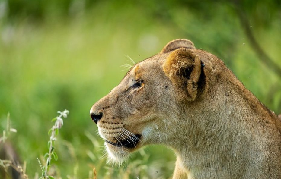 Tulela Safari Lodge