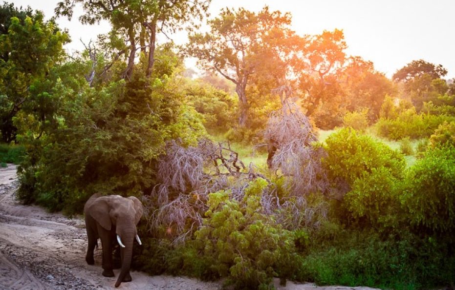 Tulela Safari Lodge