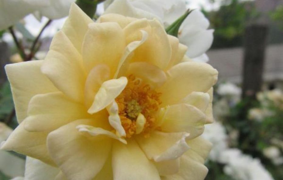 Emafini Country Lodge