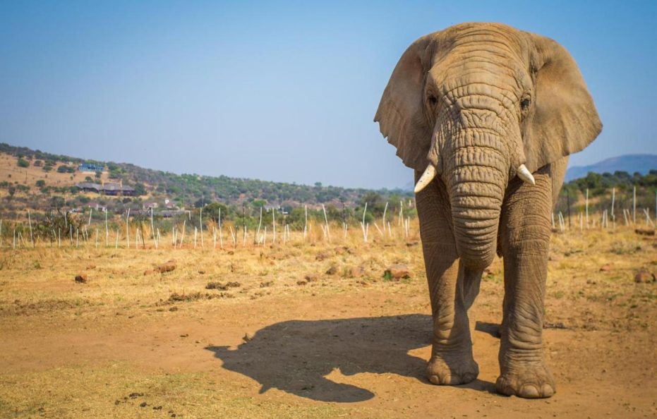 African Hills Safari Lodge & Spa