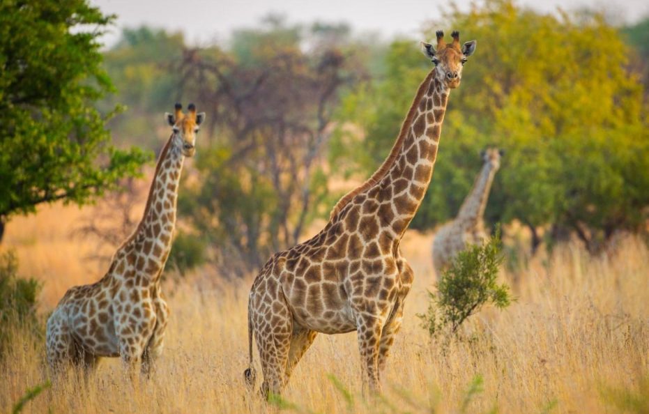 African Hills Safari Lodge & Spa