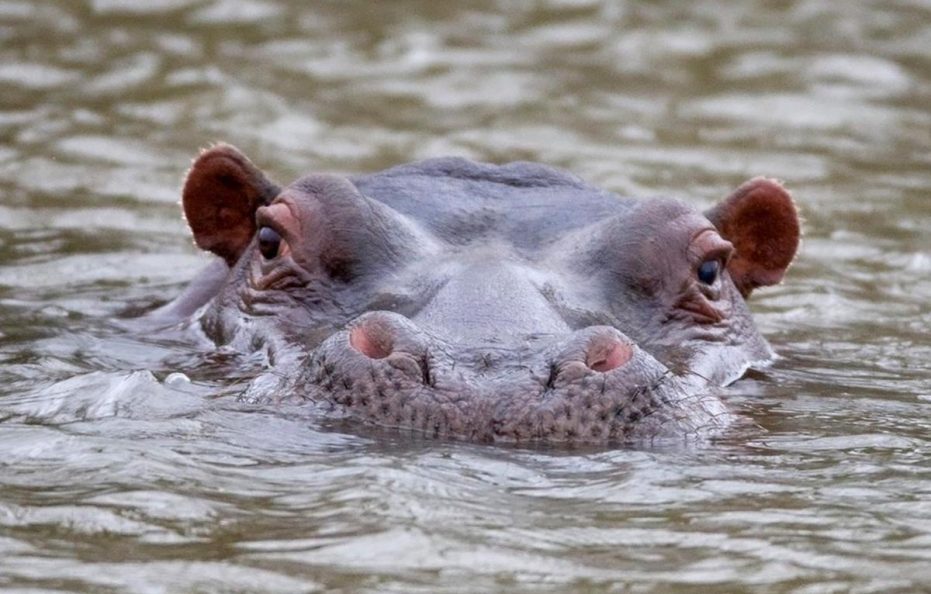 African Hills Safari Lodge & Spa