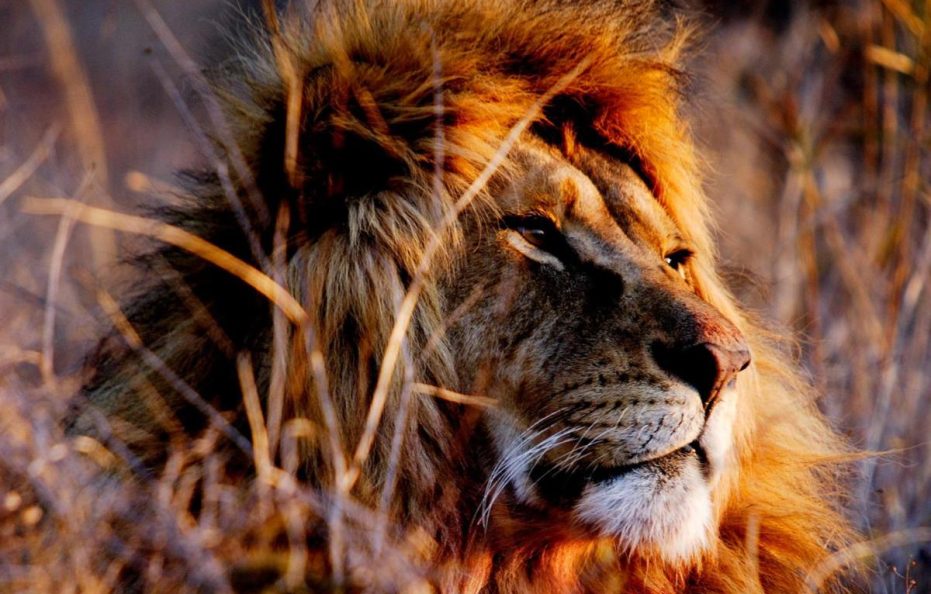 African Hills Safari Lodge & Spa