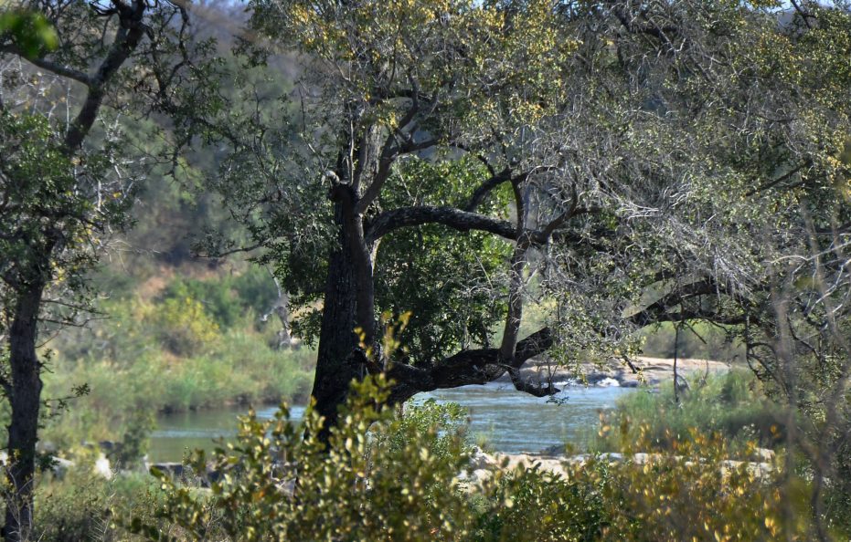 Elephant Point Matumi Lodge 11