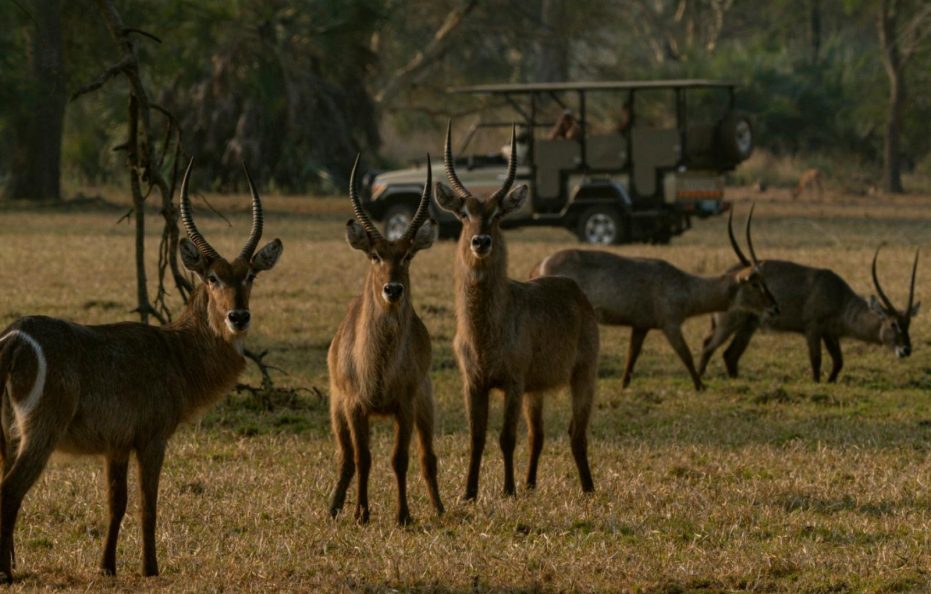 Muzimu Lodge Gorongosa