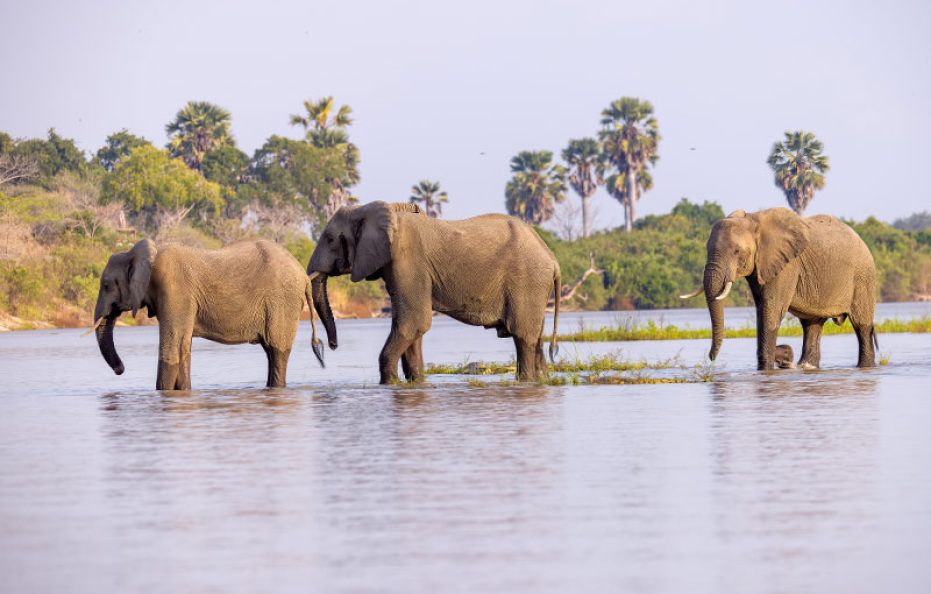 Selous Impala Tented Camp