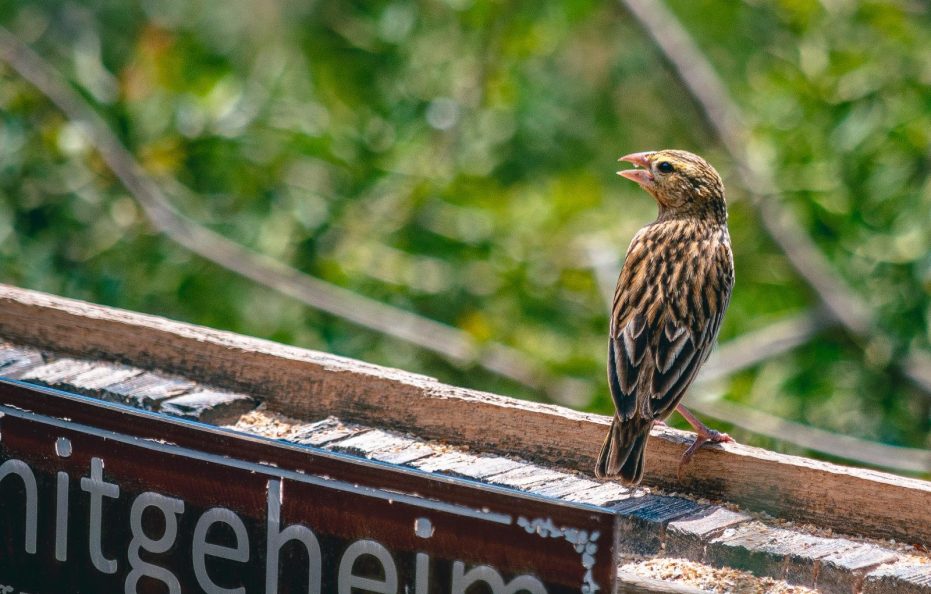Hitgeheim Country Lodge
