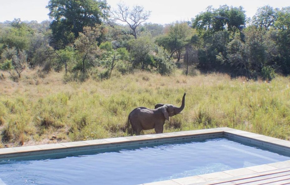 Timbavati Villa