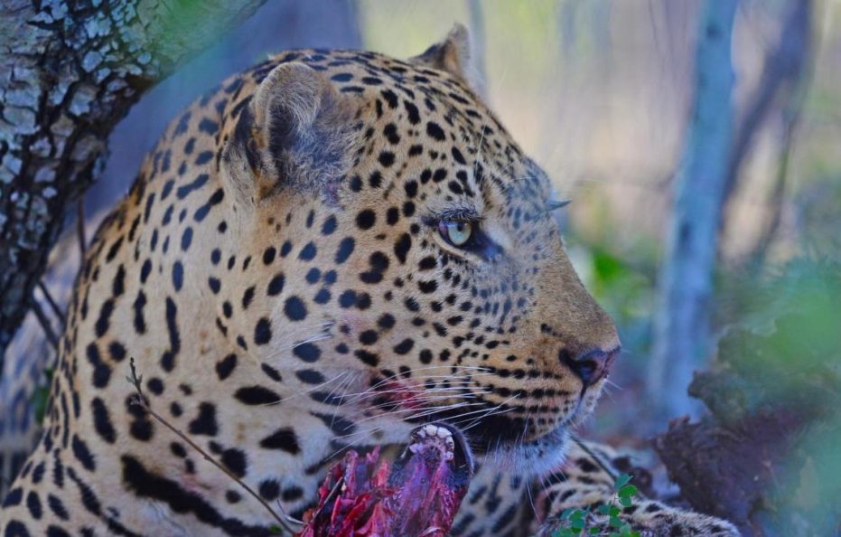 Tangala Safari Camp