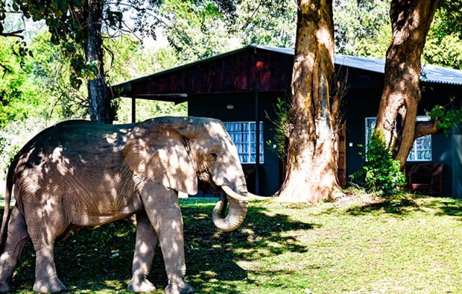 Tiger Safaris Family Unit