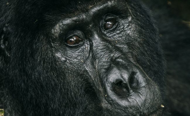 6 Days Rwanda and Uganda Gorilla Trip