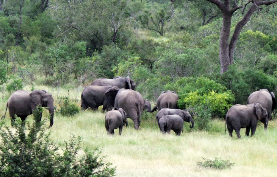 Lukimbi Safari Lodge