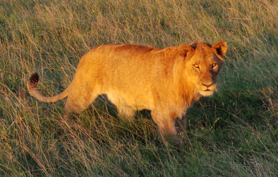 Lukimbi Safari Lodge