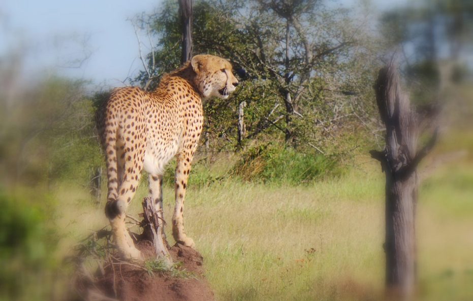 Lukimbi Safari Lodge
