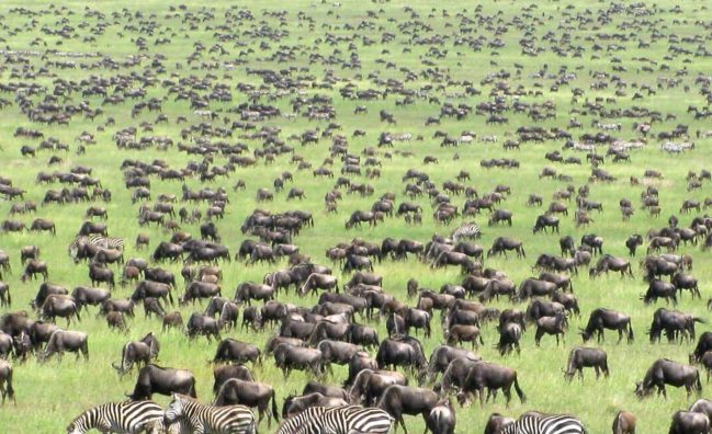 14 Days Serengeti, Masai Mara & Gorilla Trekking Experience