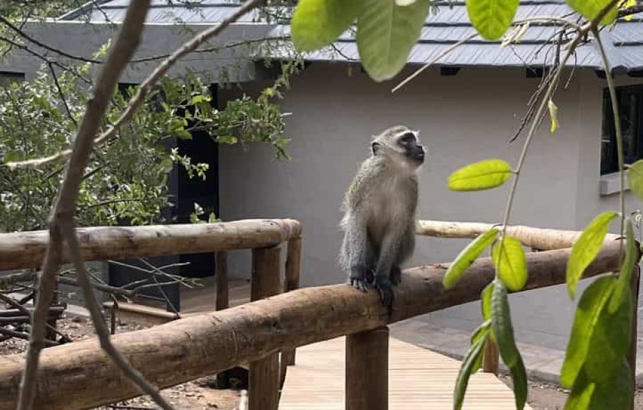 Safari Suites
