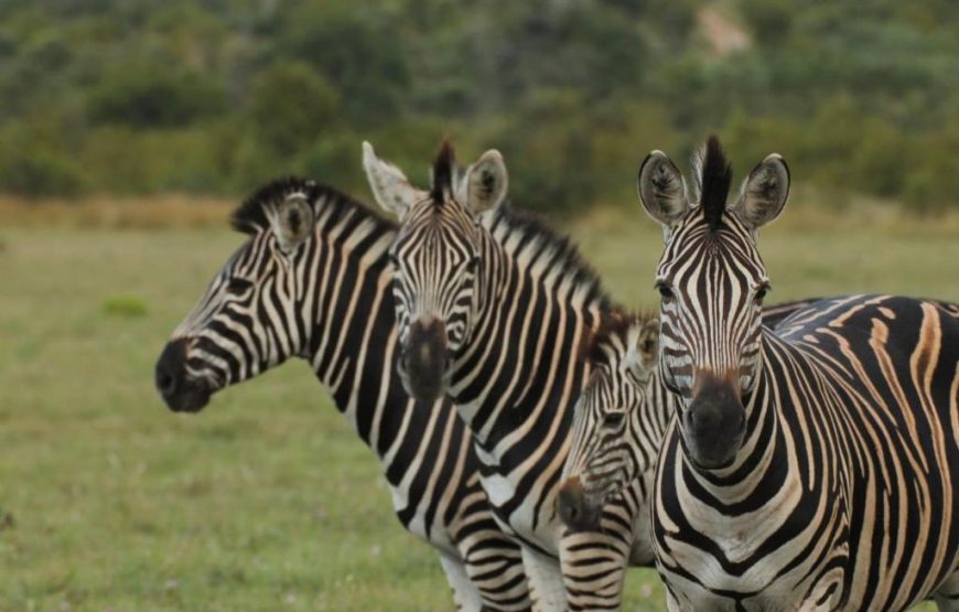 Idube Game Reserve