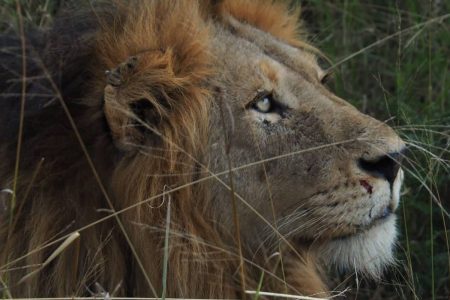 3 Day | Private Safari Tour – Manyeleti Private Game Reserve (Daily)