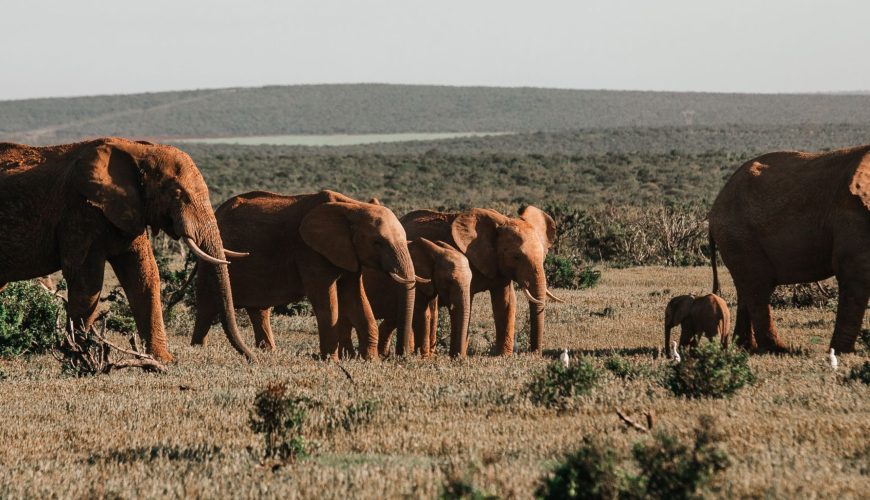 The Best Time to Visit Kruger National Park: A Complete Travel Guide
